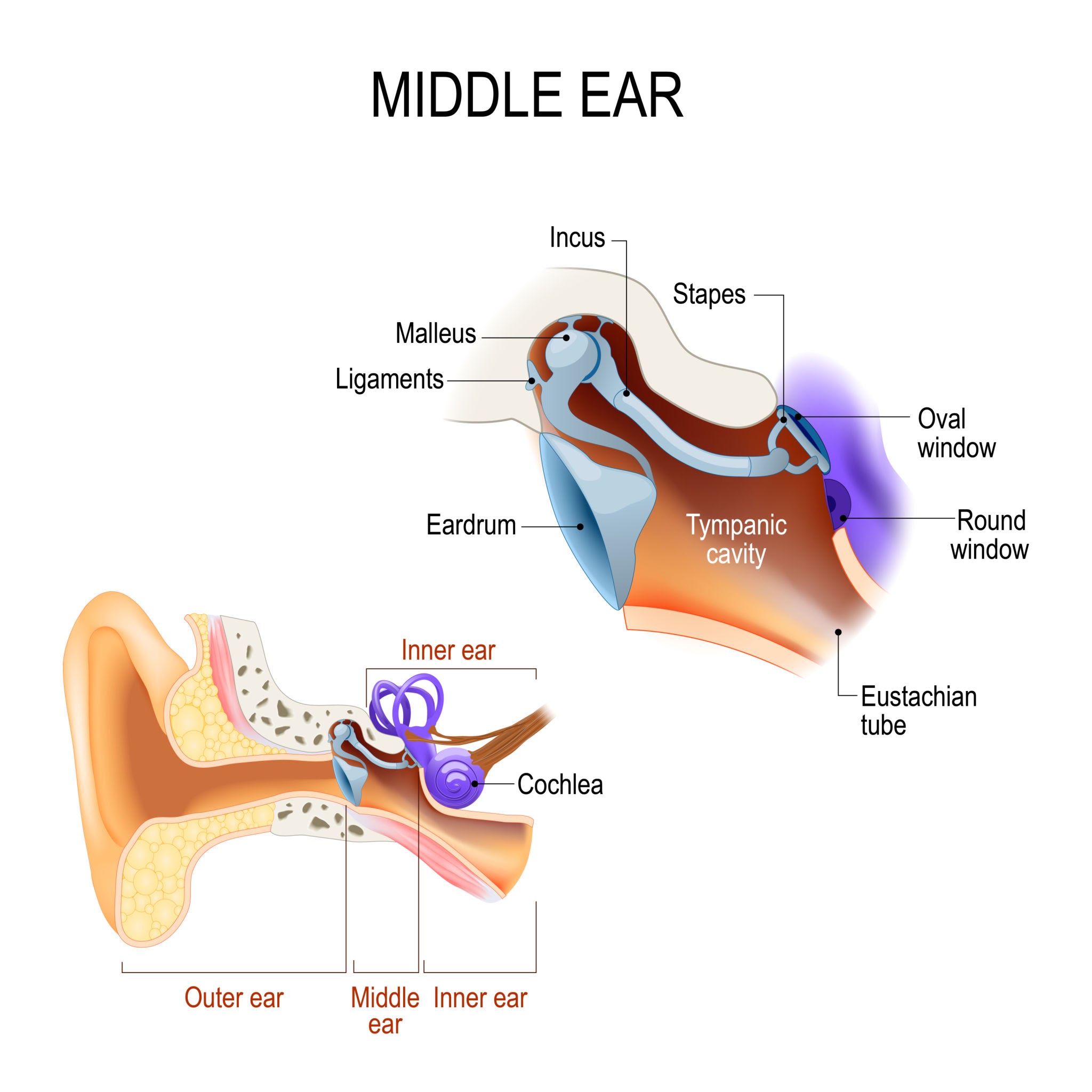 Image of anatomy of the middle ear and ossicles